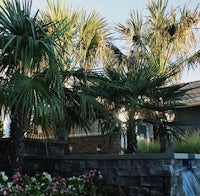 a palm tree in front of a house