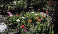 a garden full of tulips and other flowers